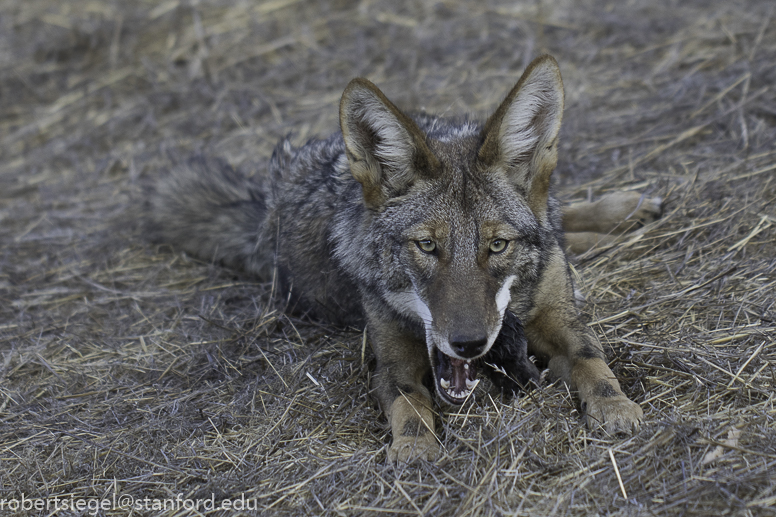 coyote